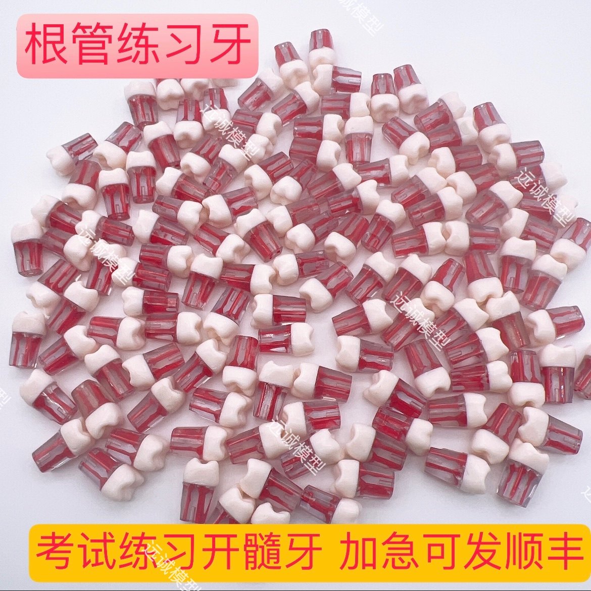 备牙模型根管开髓腔树脂牙离体牙牙科口腔技能考试练习牙五颗包邮