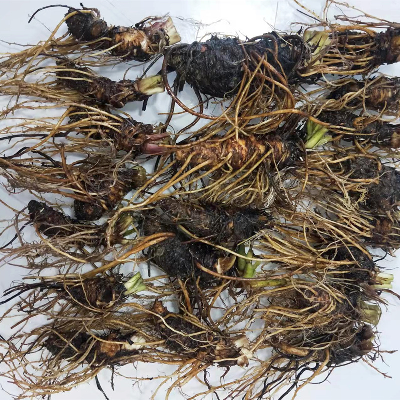 蓝布正中药材蓝布正兰布正生鲜蓝布正根可食用路边黄500g煲汤滋补