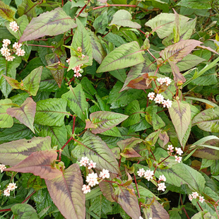 中药材生鲜赤胫散散血草散血连红泽兰花脸荞土竭力甜荞莲根全草苗
