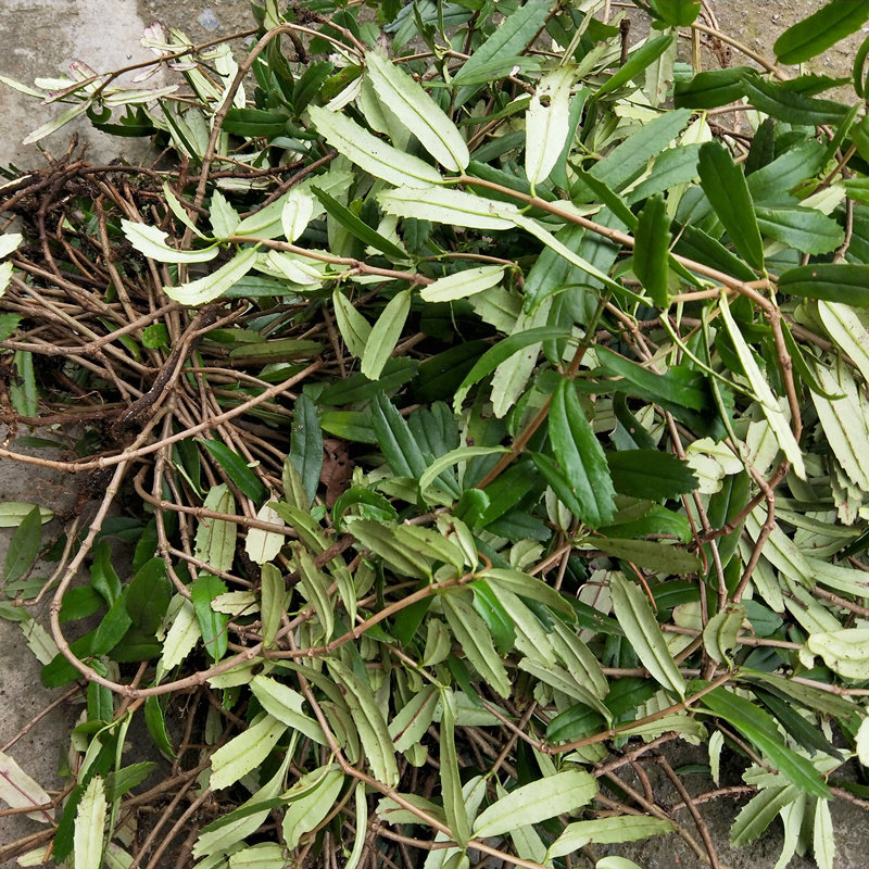 高山中药材500g生鲜吊石苣苔瓜子菜岩泽兰岩豇豆石吊兰巴岩草现采