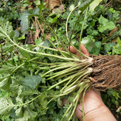 中药材生鲜蓝不正南布阵蓝布正煲汤吃路边黄整棵500g1000g兰布正