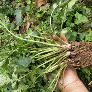 中药材生鲜蓝不正南布阵蓝布正煲汤吃路边黄整棵500g1000g兰布正