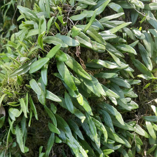 深山中草抱石连抱树莲瓜子菜金龟藤鱼鳖草瓜米菜石瓜子肉石斛现采