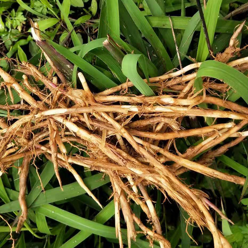 中药材生鲜白茅根毛针新鲜甜毛草根天然凉茶丝毛草根现采500g包邮