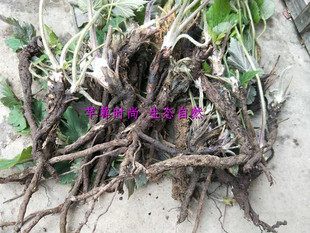 中藥材野棉花根生鮮秋牡丹吹牡丹秋明菊貴船菊銀蓮花干貨500g可切