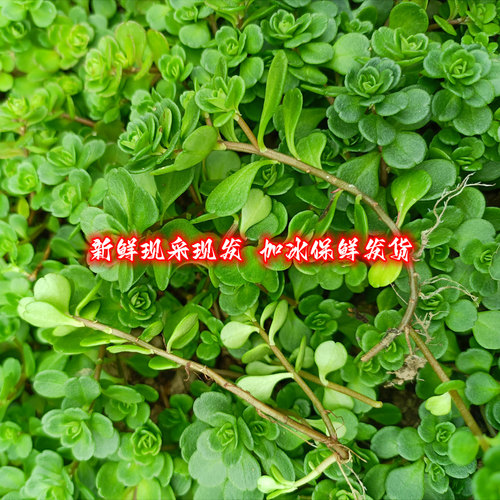 生鲜凹叶景天石马苋马牙半枝莲岩板菜药材食用九月寒现采现发500g