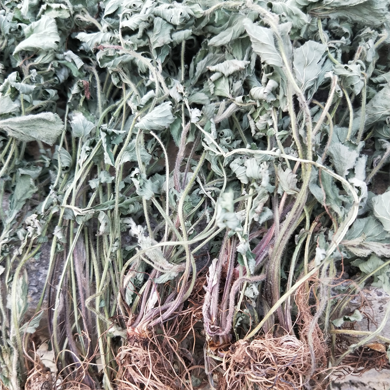 中药材晒干蓝布正蓝不正南不正兰布正水杨梅300g根500g全草滋补