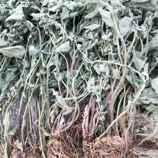 中药材晒干蓝布正蓝不正南不正兰布正水杨梅300g根500g全草滋补