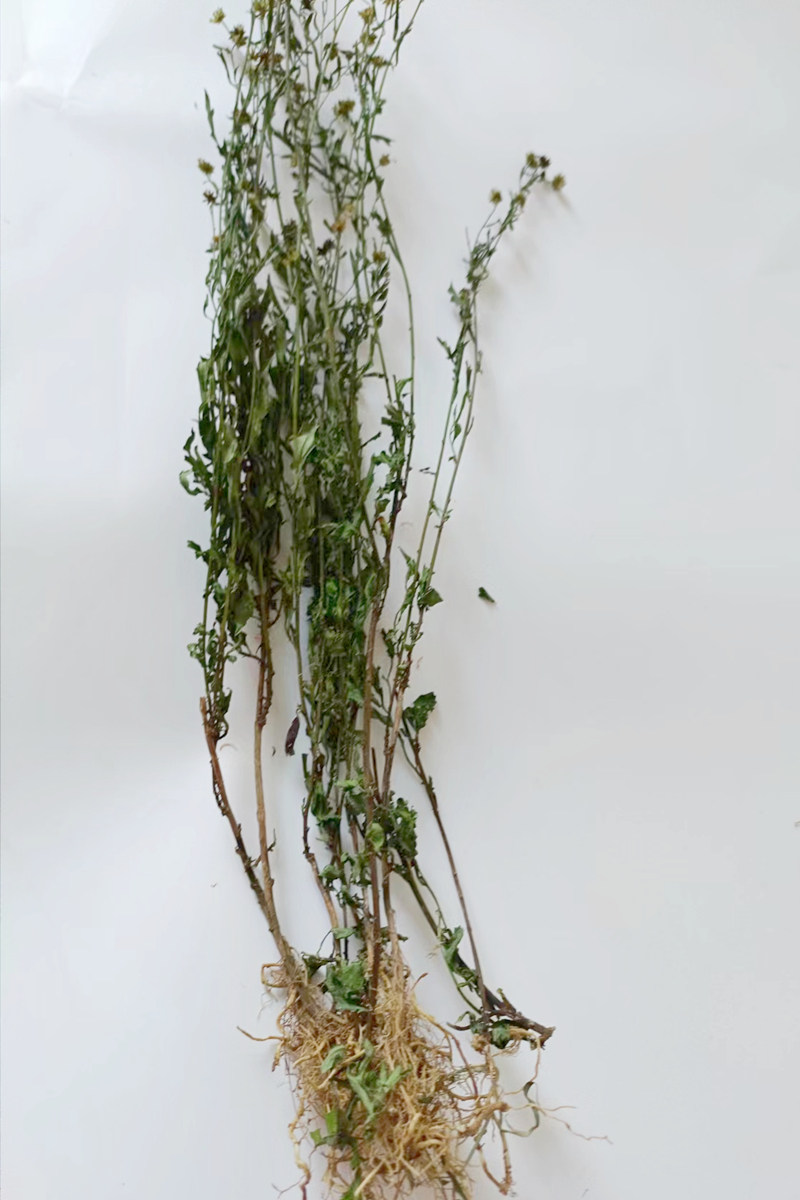 中药材干马兰根鱼鳅串泥鳅串田边菊泥鳅菜蓑衣莲路边菊鱼鳅窜无硫