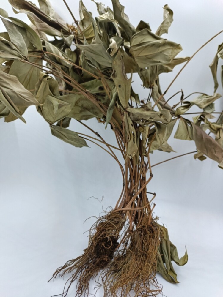 中药材落地梅四块瓦重楼排草四儿风追风伞灯台草四片瓦凉伞干全草