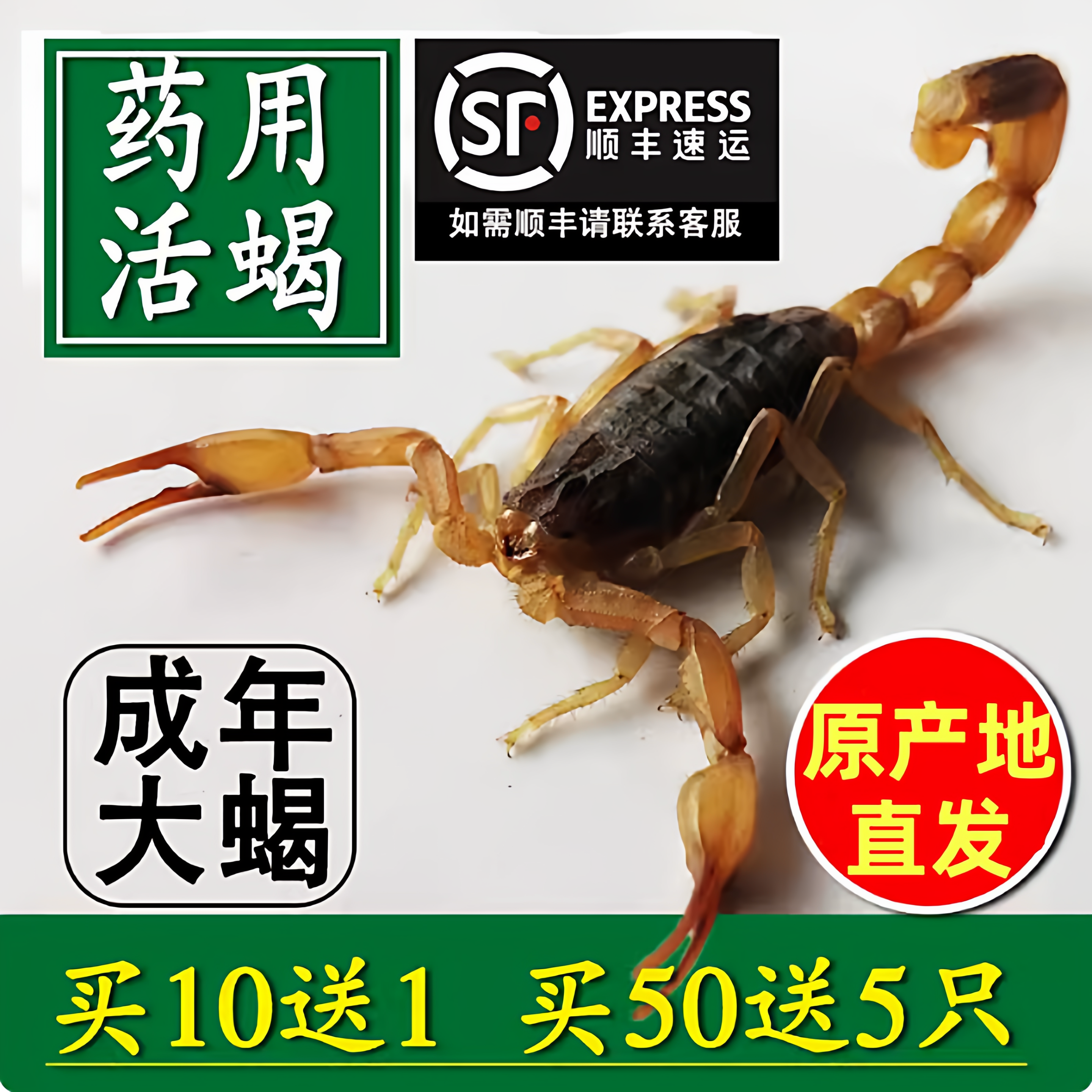 蝎子活虫野性全蝎活蝎子正宗沂蒙十足全蝎煲汤油炸泡酒蝎子干全虫