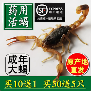 蝎子活虫野性全蝎活蝎子正宗沂蒙十足全蝎煲汤油炸泡酒蝎子干全虫