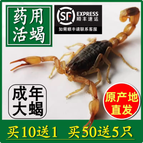 野性活蝎子沂蒙十足全蝎蝎子活虫
