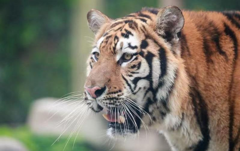 上海野生动物园门票(含车入区大巴)(仅限身份证入园)老人票(65周岁(含)以上)标准价老人票(65周岁(含)以上)