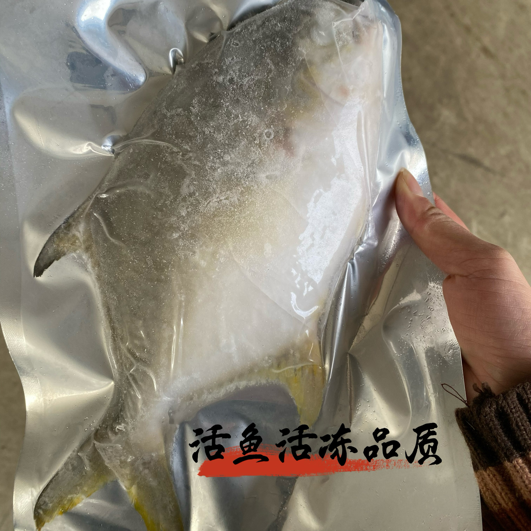 金鲳鱼活鱼活冻品质特大金鲳鱼新鲜冷冻海鱼金鲳鱼平鱼鳊鱼商用