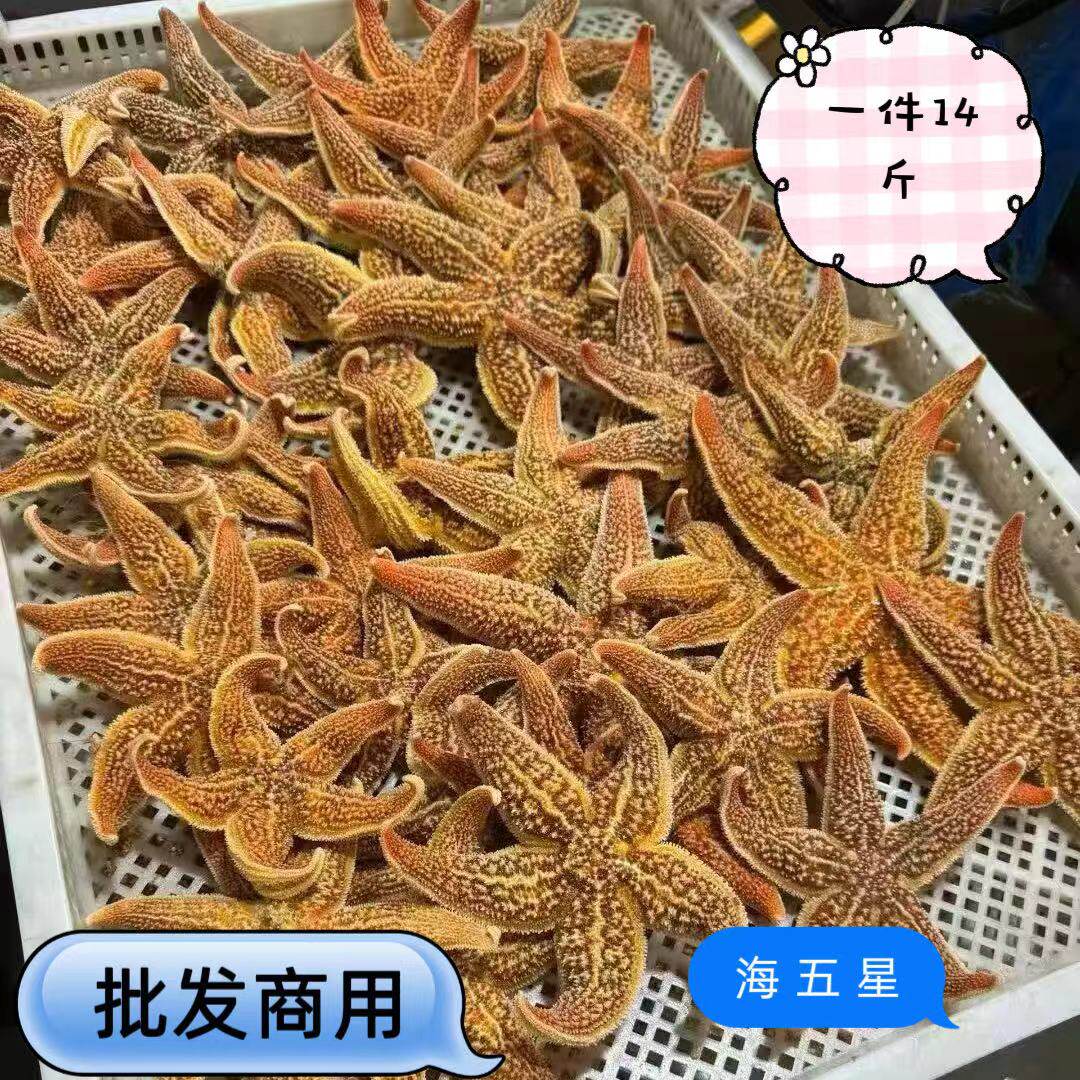 特级海星鲜活海鲜水产冷冻活体满籽海五星新鲜活冻大海星商用餐饮