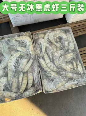 新鲜超大活冻黑虎虾无冰衣老虎虾斑节虾批发商用自助餐饮火锅饭店