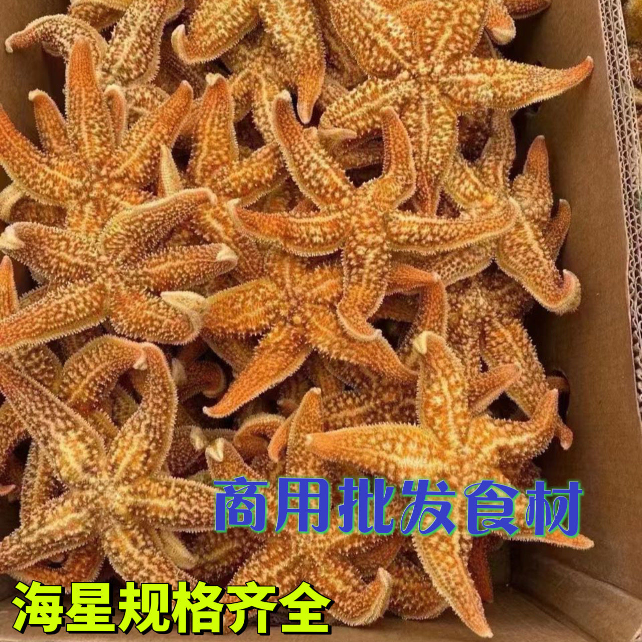 冷冻天然海星食用火锅干锅烧烤海星泡酒煲汤商用批发食材海鲜大咖