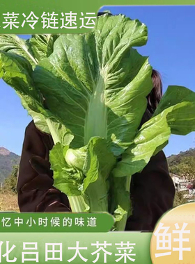 农家自种新鲜蔬菜从化吕田大芥菜清甜无渣健康绿色送礼蔬菜土特产