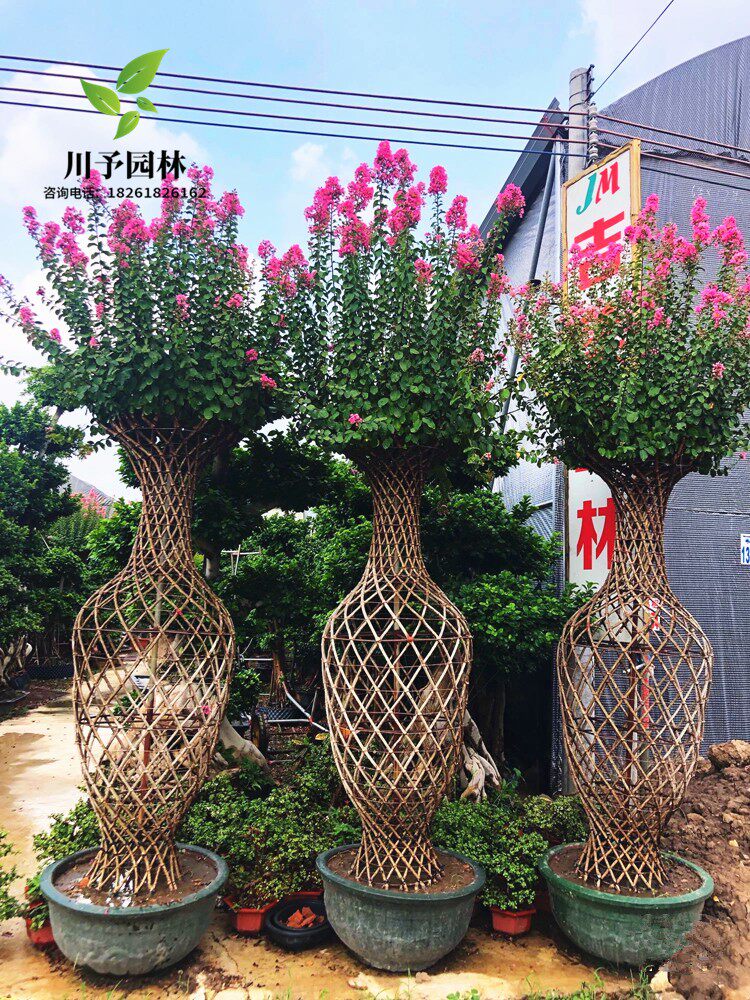 高档紫薇造型花瓶紫薇花瓶桂花花瓶海棠花瓶别墅庭院造型树风景树