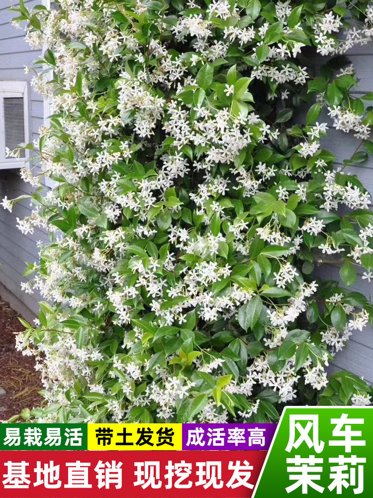 风车茉莉爬藤植物粉色棒棒糖络石藤大苗浓香型花苗室内外庭院盆栽