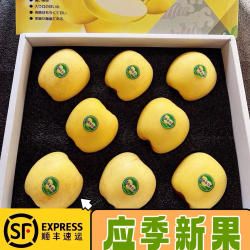 顺丰包邮山东威海自家果园纯甜无酸黄金维纳斯爱香妃苹果精品礼盒