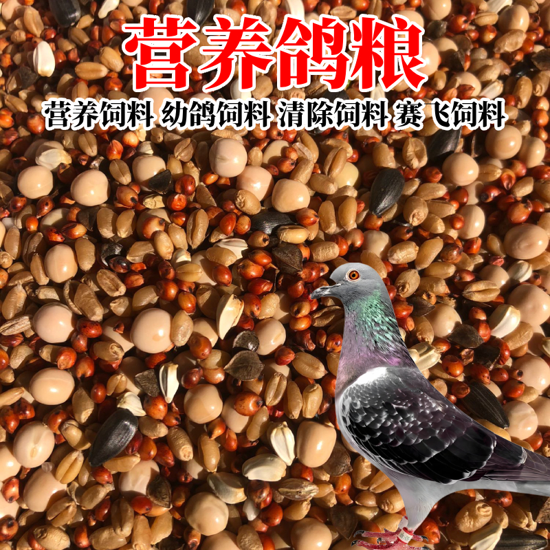 鸽子粮营养鸽粮赛飞幼鸽专用饲料
