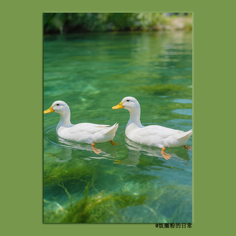 ins风治愈系白鸭子装饰画 森系清新自然客厅玄关挂画无框画芯高清