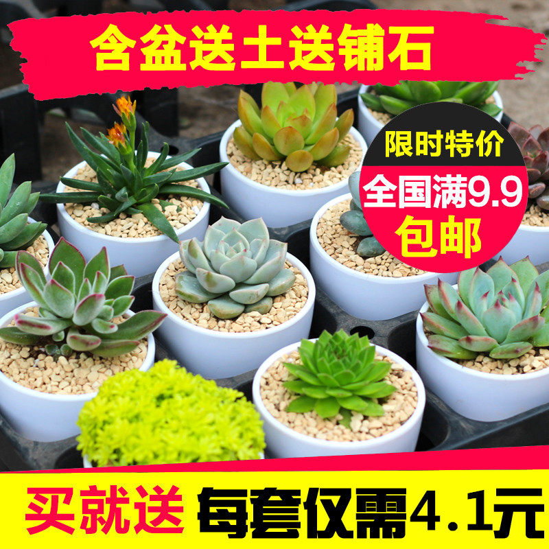 Succulent plants combination Potted plant Cactus Office Radiation protection Green plant Small potted Mini Botanyin the Flower delivery/Flowers simulation/Plants gardening , Flowers/Potted plants (New) , Succulents  category - from Buy2taobao.com to provide professional Taobao agent buy service