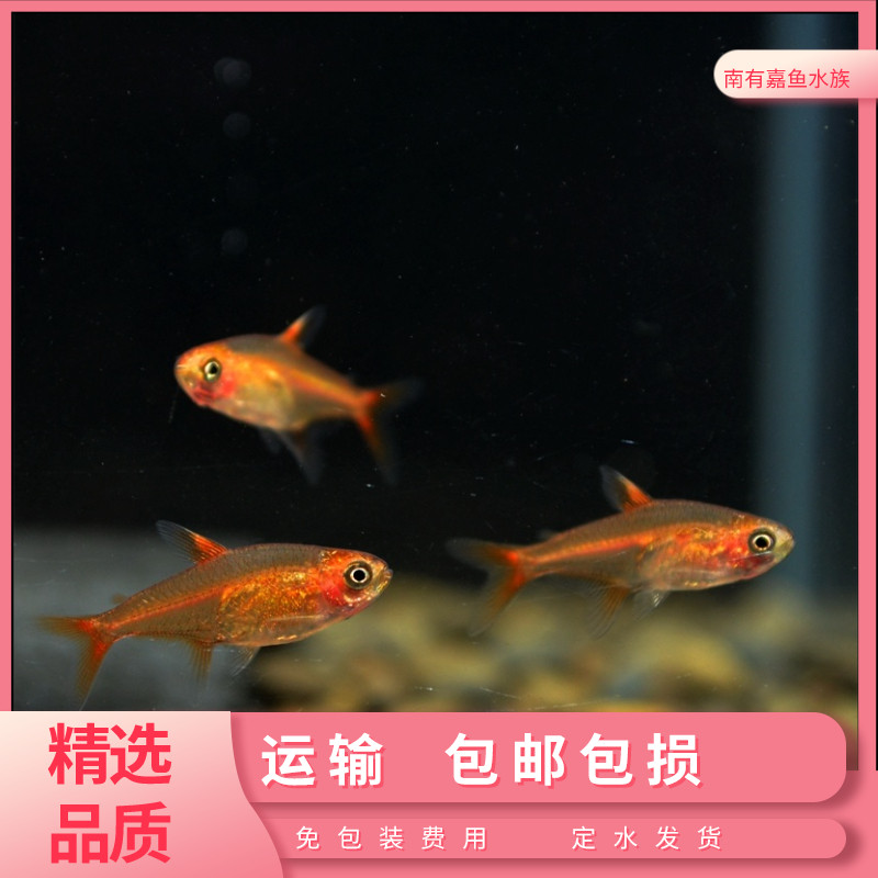 喷火灯热带鱼橘帆灯火焰扯旗活体精品小型淡水观赏鱼灯科鱼群游鱼