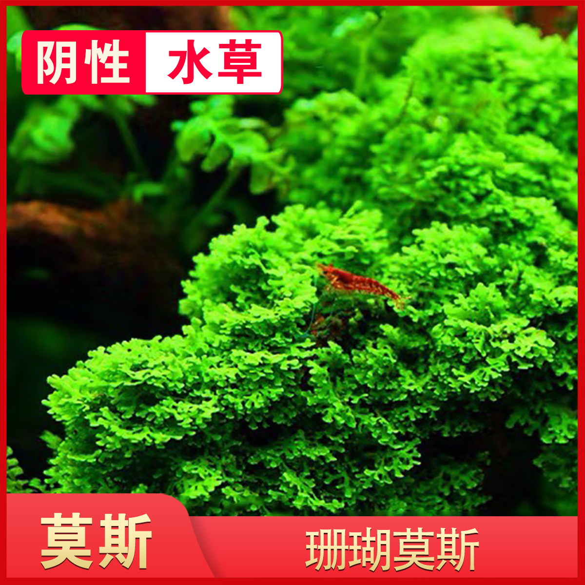 珊瑚莫斯水草淡水植物散装莫丝造景坪树鱼缸慕斯绑沉木杜鹃根阴性
