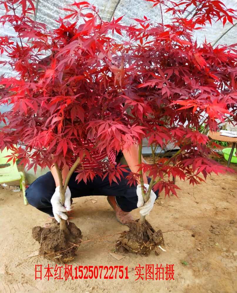 日本红枫树苗美国红枫绿化苗木红舞姬三季红庭院植物花卉阳台盆栽