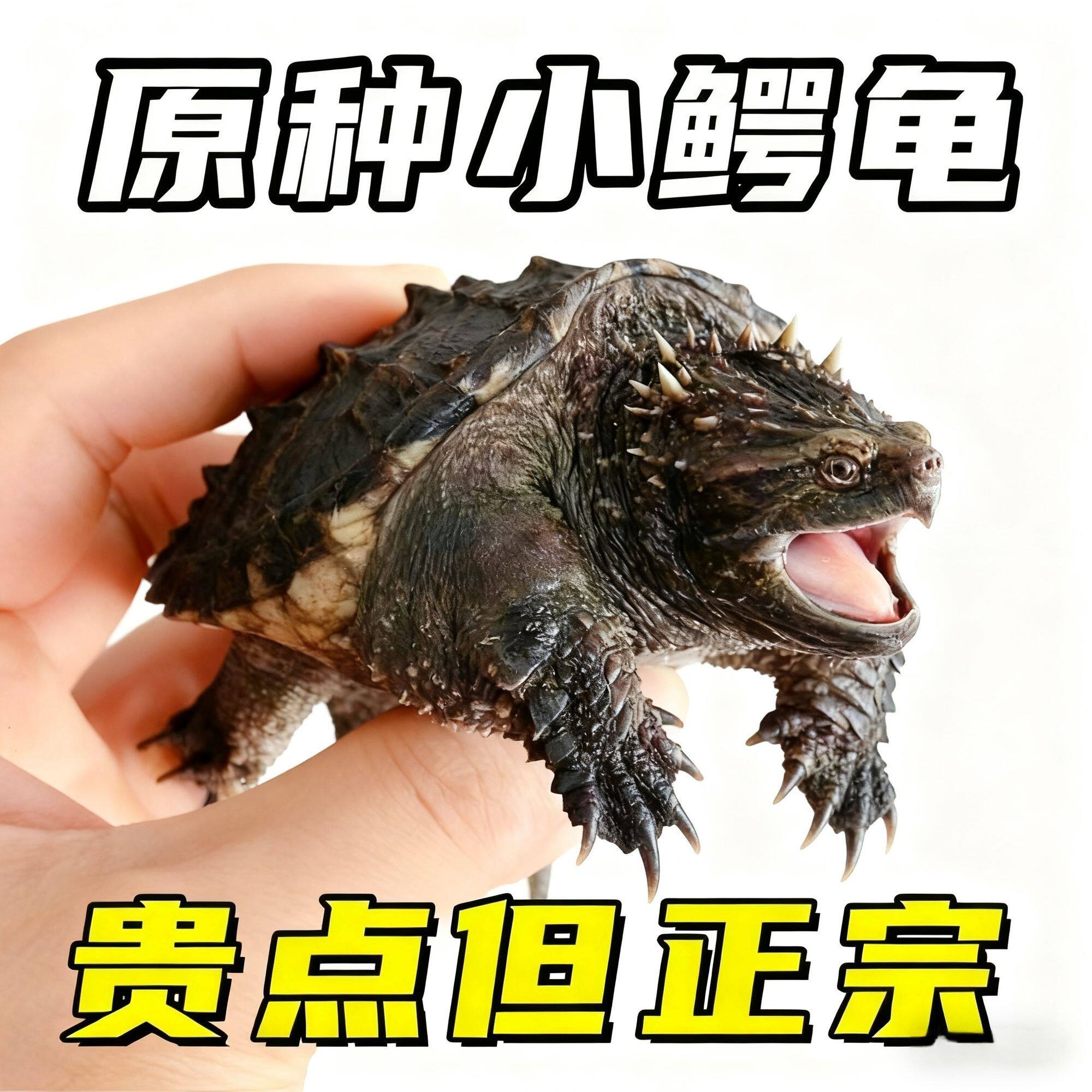 原种小鳄龟活体宠物龟雌性杂食易养观赏龟苗
