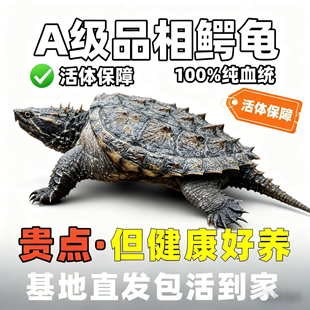 原种鳄龟爆刺鳄鱼龟幼苗北美杂佛鳄龟活物北美小鳄龟乌龟宠物