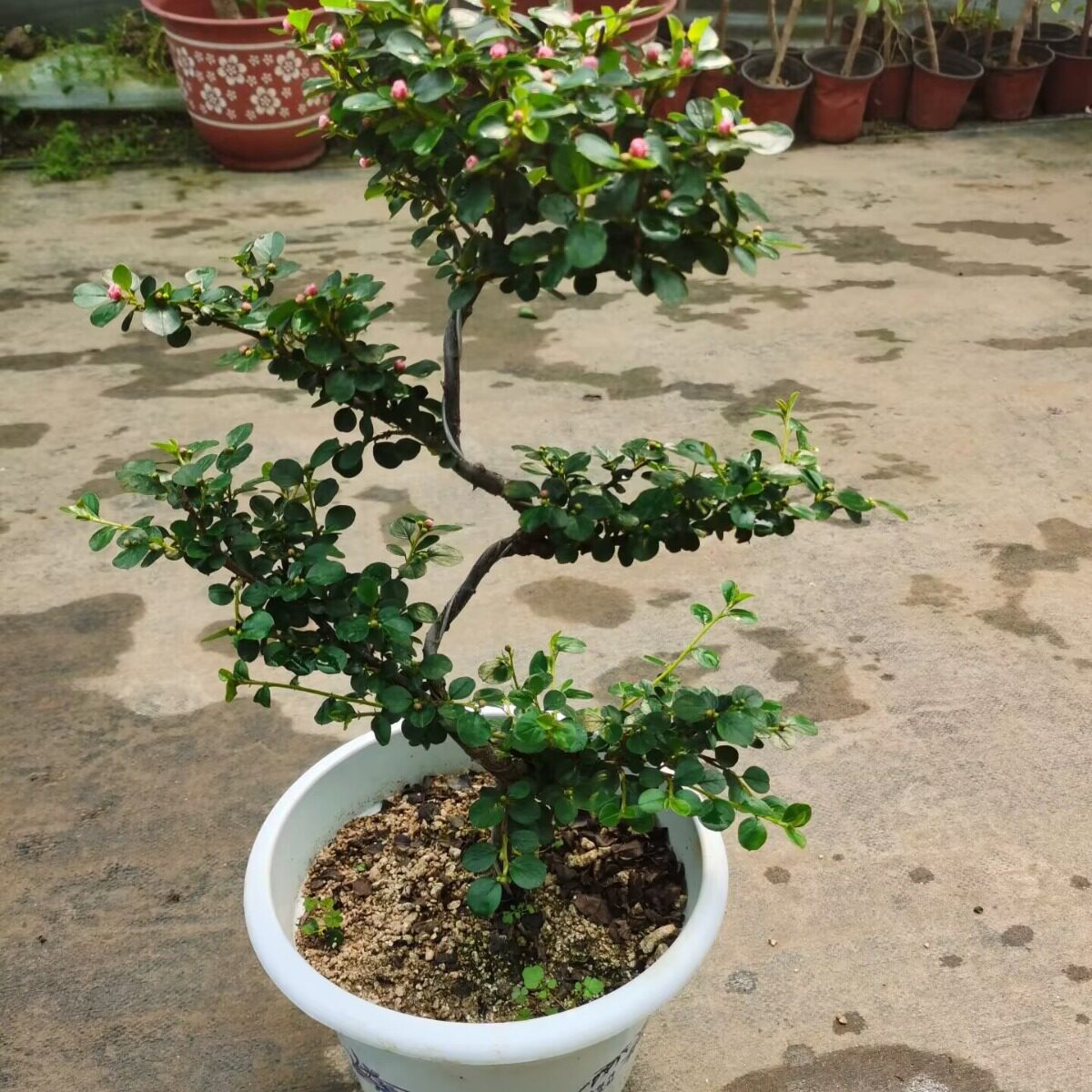 珍珠梅盆栽植物花苗造型花卉平枝栒子带花小盆景阳台室内庭院观花