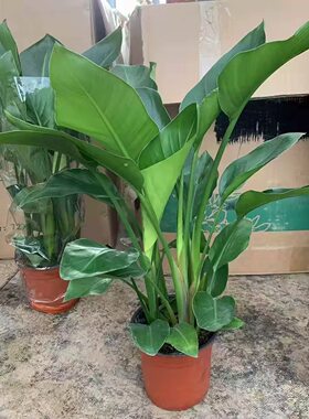 天堂鸟鹤望兰苗室内大型绿色植物