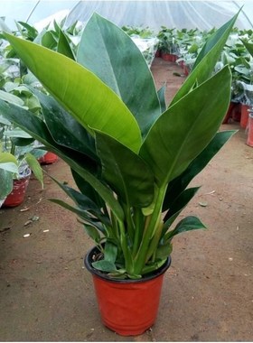 大叶金钻四季常青家庭室内花卉