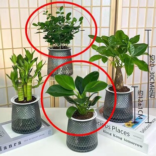 【买三送一】灰透塑胶盆富贵竹金钻发财树九里香绿植物桌面好养