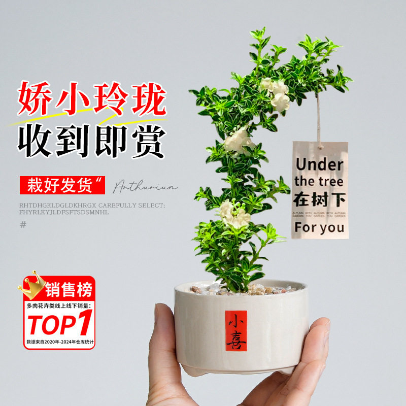 盆景老桩小盆栽重瓣绿植精品造型花卉鲜花办公室内桌面摆件