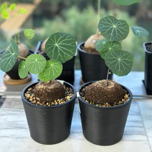 山乌龟植物金不换盆栽红藤血藤水培盆景爬藤室内桌面多肉绿植花卉