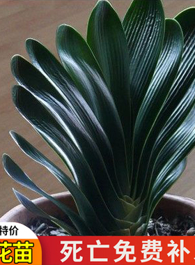 室内君子兰带花苞盆栽名贵绿植