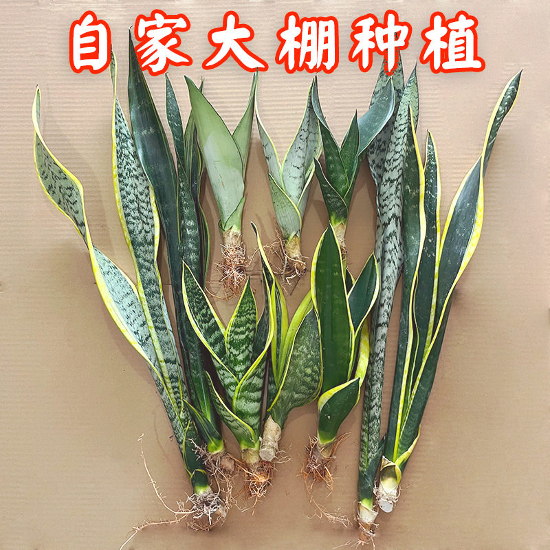 虎皮兰绿植物水培矮脚金边白玉稀有品种棒叶哈尼银脉虎尾盆栽花卉