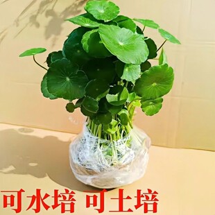 叶水土养培鱼缸懒人根芽植物室内办公桌面盆栽四季常青
