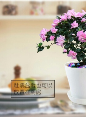 杜鹃花四季常青绿植室内盆栽