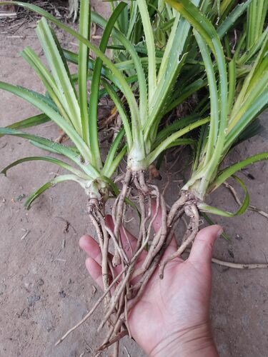 广西现挖露兜树苗假菠萝山菠萝苗庭院种植苗三棵一份包邮