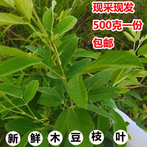 中草药500克广西木豆包邮