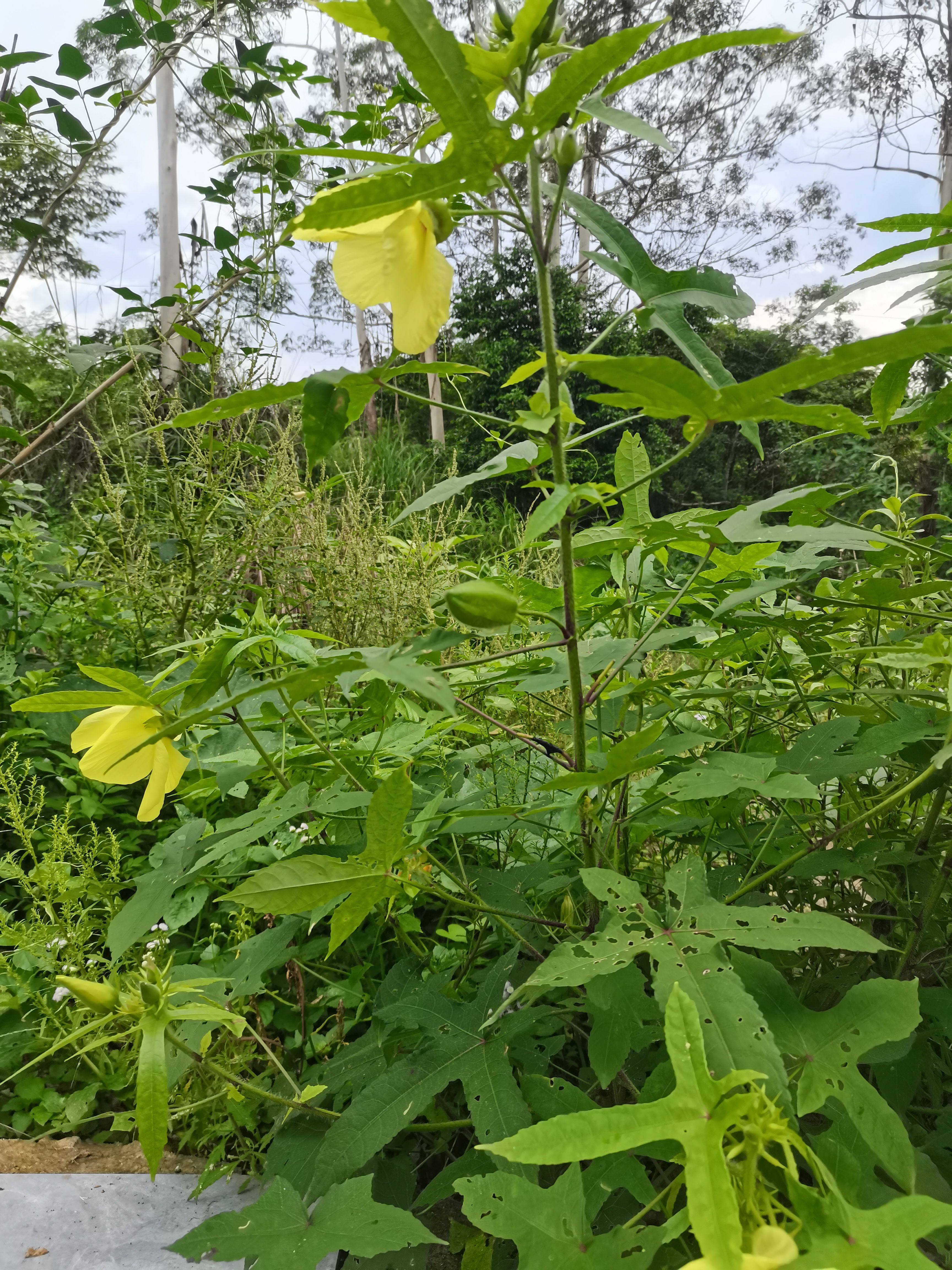 广西新鲜黄蜀葵现采假杨桃中草药材黄葵野棉花芙蓉麻500克包邮