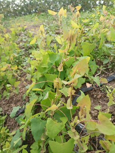 2斤装广西现采现发杠板归鲜品草药河白草蛇倒退蛇不过梨头刺包邮