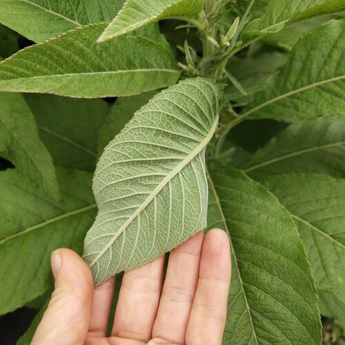 广西新鲜大风艾纳香牛耳艾叶紫珠赶风紫红大曰现采500克包邮