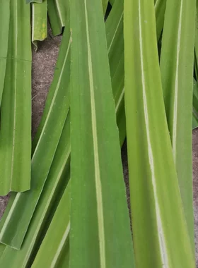 广西露兜树叶新鲜假菠萝叶子罗金堆野菠萝果粽子叶中药材包邮